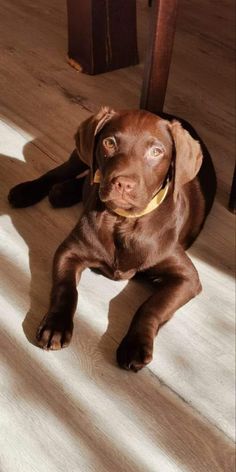 a brown dog laying on top of a wooden floor