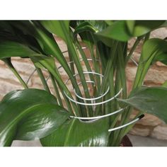 a plant with green leaves in a metal wire basket next to a stone wall and brick wall