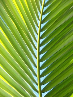 the underside of a green palm tree leaf