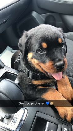 a black and brown dog sitting in the driver's seat of a car with its tongue hanging out