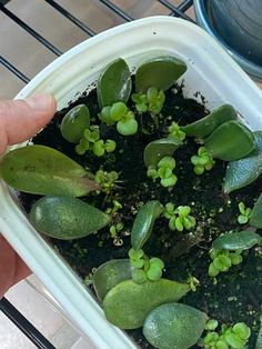 a person is holding a plastic container with plants in it