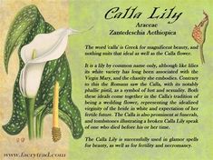 an illustration of a calla lily with the caption's description below it