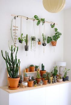 there are many potted plants on the shelf in this room, including cacti and succulents