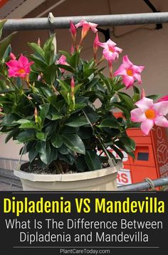 a potted plant with pink flowers in it and the words dipadadenia vs mandevilla