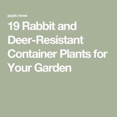 the words, 19 rabbit and deer resistant container plants for your garden are in white