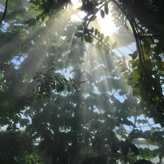 sunlight shining through the leaves of a tree in a greenhouse with lots of green plants