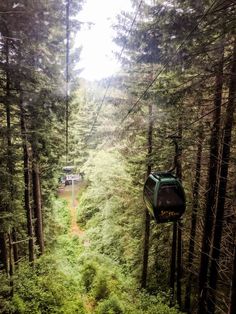 a gondola in the middle of a forest filled with lots of tall trees