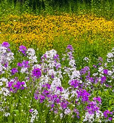 wildflowers and other flowers in a field