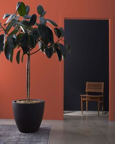 a potted plant in front of an orange wall