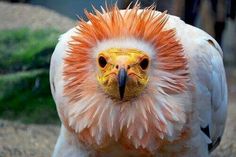 an orange and white bird with very long hair