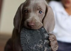 a dog holding a tire in its mouth