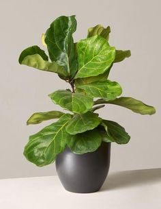 a potted plant sitting on top of a white table next to a gray wall