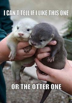 two baby otters being held in their hands