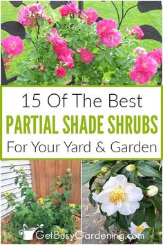 the best partial shade shrubs for your yard and garden