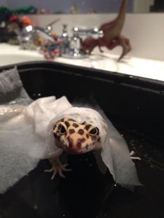 a small gecko sitting on top of a piece of tissue paper in front of a sink