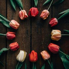 red and white tulips arranged in a circle on a wooden surface with green leaves