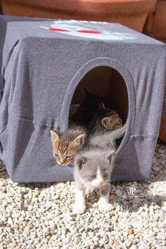 two kittens in a cat house on gravel