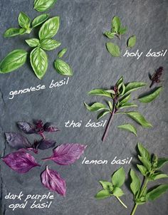 various herbs and their names on a slate surface with the words basil written in english