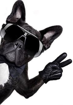 a black and white dog with sunglasses on it's face