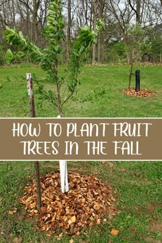 a sign that says how to plant fruit trees in the fall with leaves around it