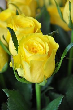 yellow roses with green leaves in a vase