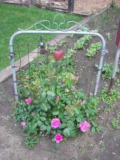 an iron bed frame with roses growing in it