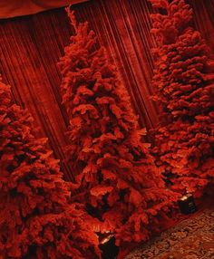 three red trees in front of a curtain