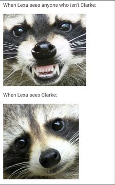 two pictures of a raccoon's face with the caption when he sees anyone who isn't clarke