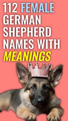 a german shepherd dog with a crown on it's head and the words, 12 female