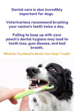 a dog is brushing its teeth with a green toothbrush