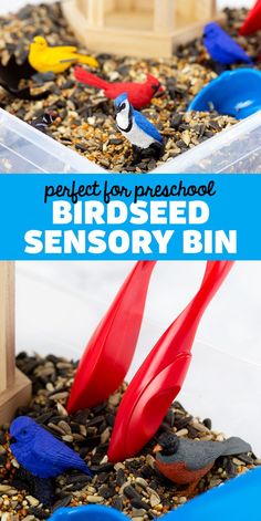 a bird feeder filled with different colored birds in it's own plastic tray and text overlay that reads perfect low - preschool bird seeded sensory bin