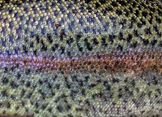 a close up view of a fish's skin with different colors and patterns on it