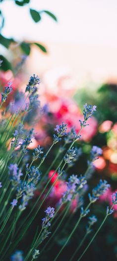 purple and pink flowers are in the foreground