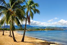 palm trees line the beach in front of mountains and blue water with boats on it