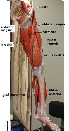 the muscles are labeled and labeled in this medical diagram, with labels on them to describe their major functions