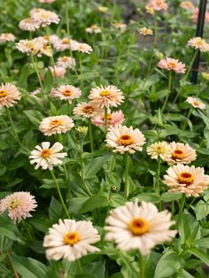 many pink and yellow flowers in a garden