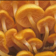 some yellow mushrooms are growing on the ground