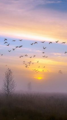 a flock of birds flying in the sky over a foggy field with trees at sunset