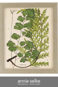 an antique botanical print with green leaves