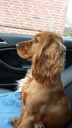 a brown dog sitting on top of a blue blanket in the back seat of a car