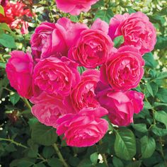 pink roses are blooming in the garden