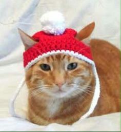 an orange cat wearing a red and white knitted hat