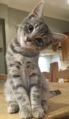 a grey kitten sitting on top of a wooden table next to a kitchen countertop