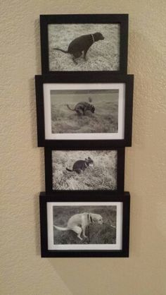 three black and white pictures hanging on the wall next to each other with dogs in them