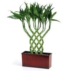 a potted plant with green leaves on a white background in front of a wooden box