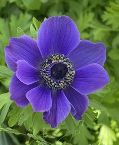 These anemones have a higher bud count and produce larger flower than most other strains. Stems are stout and strong, growing to a height of 18-24" tall. Triploid variety with many desirable characteristics, including greater vigor, larger flowers and higher yield. This listing is for 20 Blue Anemone corms. Blue Anemone Flower, Botanical Photos, Blue Anemone, Long Vase, Abstract Flower Art, Spring Beauty, Fall Plants