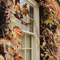 an old window with ivy growing on the side of it and leaves all over the frame