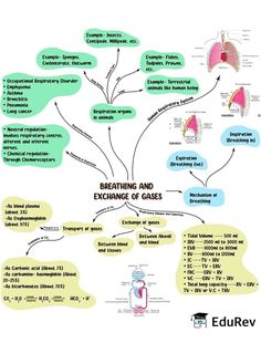 a diagram showing the functions of breathing and exchange of gasses in different areas of the body