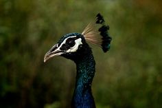 a peacock with black and white feathers standing in front of trees