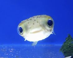 a fish that is looking at the camera while swimming in an aquarium with blue water